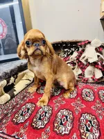 Jacob, a male English Toy Spaniel for sale in Greenville, SC – Photo 6 of 8