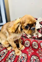 Jacob, a male English Toy Spaniel for sale in Greenville, SC – Photo 2 of 8