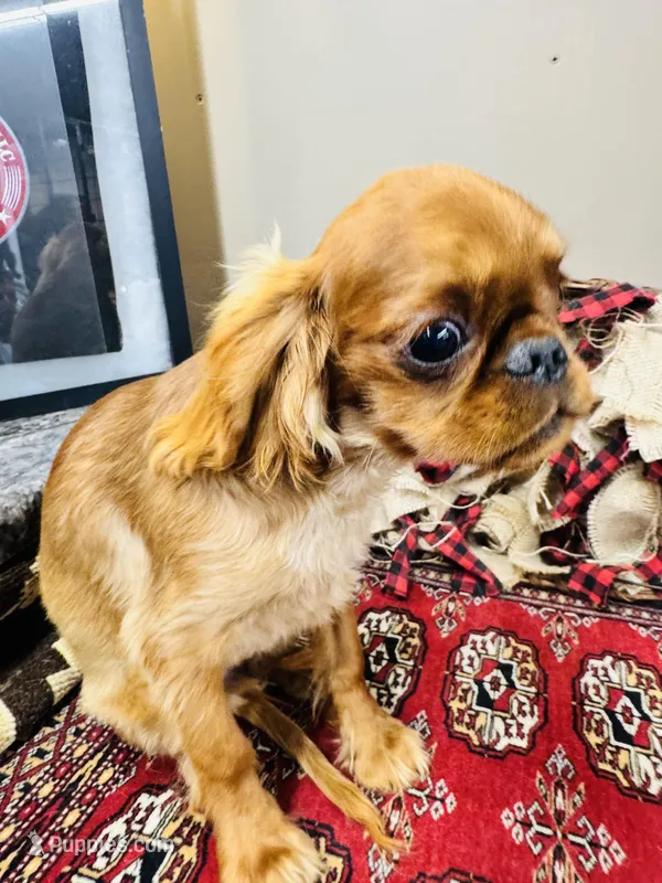Jacob – English Toy Spaniel puppy for sale in Greenville, SC