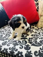 McCartney, a male Cavalier King Charles Spaniel for sale in Greenville, SC – 6 of 9
