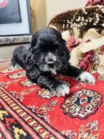 Sultan, a male Cocker Spaniel for sale in Greenville, SC – 5 of 8