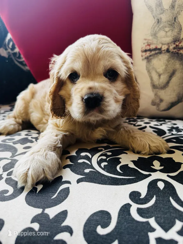 Joe – Cocker Spaniel puppy for sale in Greenville, SC