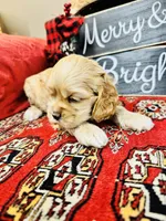 Opal, a female Cocker Spaniel for sale in Greenville, SC – Photo 8 of 9