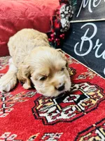 Opal, a female Cocker Spaniel for sale in Greenville, SC – Photo 9 of 9