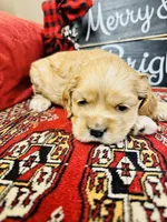 Opal, a female Cocker Spaniel for sale in Greenville, SC – Photo 4 of 9