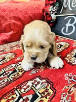 Opal, a female Cocker Spaniel for sale in Greenville, SC – Photo 5 of 9
