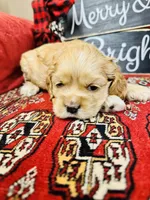 Opal, a female Cocker Spaniel for sale in Greenville, SC – Photo 2 of 9