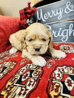 Opal, a female Cocker Spaniel for sale in Greenville, SC – Photo 1 of 9