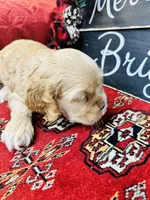 Opal, a female Cocker Spaniel for sale in Greenville, SC – Photo 3 of 9