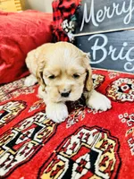 Opal, a female Cocker Spaniel for sale in Greenville, SC – Photo 6 of 9