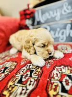 Opal, a female Cocker Spaniel for sale in Greenville, SC – Photo 7 of 9