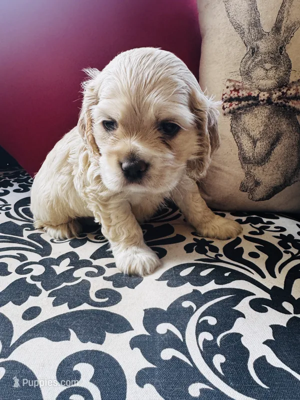Doug – Cocker Spaniel puppy for sale in Greenville, SC