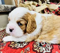 Phoenix, a male Cavalier King Charles Spaniel for sale in Greenville, SC – 4 of 10