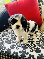 McCartney, a male Cavalier King Charles Spaniel for sale in Greenville, SC – 4 of 9