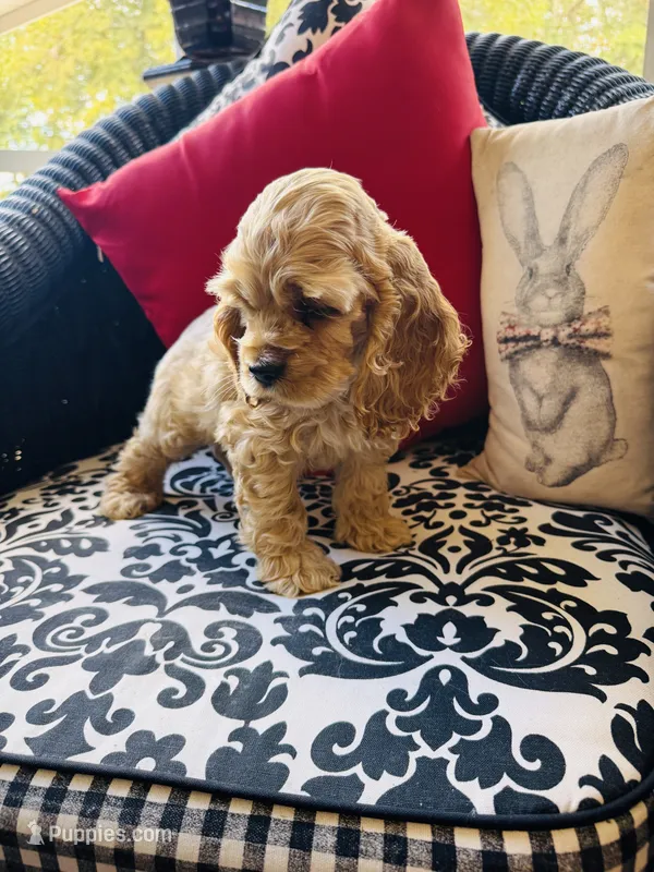 Daniel – Cocker Spaniel puppy for sale in Greenville, SC