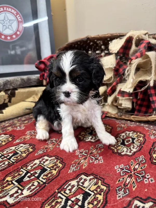 Tinka – Cavalier King Charles Spaniel puppy for sale in Greenville, SC