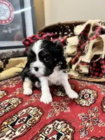 Tinka, a female Cavalier King Charles Spaniel for sale in Greenville, SC – Photo 2 of 9