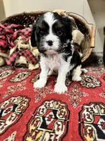 Tinka, a female Cavalier King Charles Spaniel for sale in Greenville, SC – Photo 8 of 9