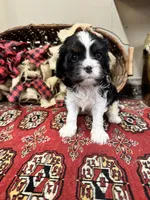 Tinka, a female Cavalier King Charles Spaniel for sale in Greenville, SC – Photo 5 of 9