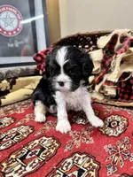 Tinka, a female Cavalier King Charles Spaniel for sale in Greenville, SC – Photo 3 of 9