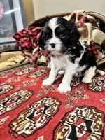 Tinka, a female Cavalier King Charles Spaniel for sale in Greenville, SC – Photo 7 of 9