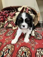 Tinka, a female Cavalier King Charles Spaniel for sale in Greenville, SC – Photo 1 of 9