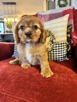 Preston, a male Cavalier King Charles Spaniel for sale in Greenville, SC – Photo 3 of 9