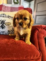 Preston, a male Cavalier King Charles Spaniel for sale in Greenville, SC – Photo 5 of 9