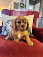 Preston, a male Cavalier King Charles Spaniel for sale in Greenville, SC – Photo 2 of 9