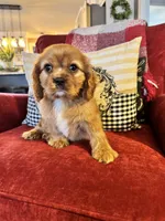 Preston, a male Cavalier King Charles Spaniel for sale in Greenville, SC – Photo 7 of 9