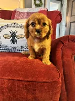 Preston, a male Cavalier King Charles Spaniel for sale in Greenville, SC – Photo 9 of 9