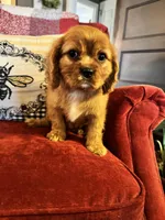 Preston, a male Cavalier King Charles Spaniel for sale in Greenville, SC – Photo 6 of 9
