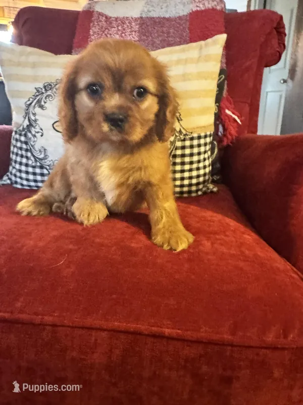 Preston – Cavalier King Charles Spaniel puppy for sale in Greenville, SC