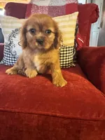 Preston, a male Cavalier King Charles Spaniel for sale in Greenville, SC – Photo 1 of 9