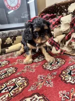 Seraphina, a female English Toy Spaniel for sale in Greenville, SC – Photo 3 of 10