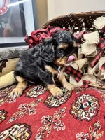 Seraphina, a female English Toy Spaniel for sale in Greenville, SC – Photo 2 of 10