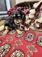 Seraphina, a female English Toy Spaniel for sale in Greenville, SC – Photo 9 of 10