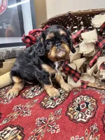 Seraphina, a female English Toy Spaniel for sale in Greenville, SC – Photo 1 of 10