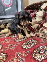 Seraphina, a female English Toy Spaniel for sale in Greenville, SC – Photo 5 of 10