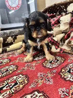 Seraphina, a female English Toy Spaniel for sale in Greenville, SC – Photo 6 of 10