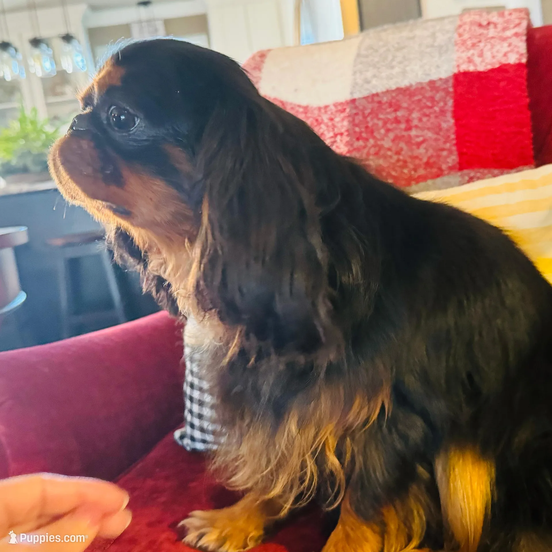 Seraphina, a female English Toy Spaniel for sale in Greenville, SC – Photo 10 of 10