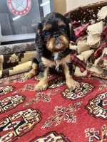 Seraphina, a female English Toy Spaniel for sale in Greenville, SC – Photo 7 of 10