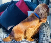 Sully, a male Cavalier King Charles Spaniel for sale in Greenville, SC – 10 of 10
