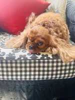 Ruby Tuesday, a female Cavalier King Charles Spaniel for sale in Greenville, SC – 10 of 10