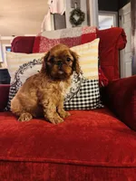 Sasha, a female English Toy Spaniel for sale in Greenville, SC – 10 of 10