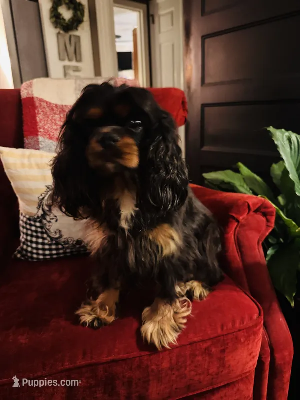 Ingrid  – Cavalier King Charles Spaniel puppy for sale in Greenville, SC