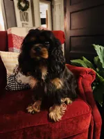 Ingrid , a female Cavalier King Charles Spaniel for sale in Greenville, SC – 1 of 10