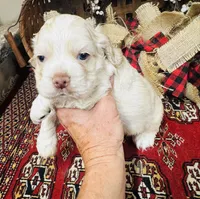Jack, a male Cocker Spaniel for sale in Greenville, SC – 3 of 8