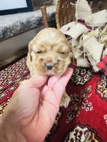 Delilah, a female Cocker Spaniel for sale in Greenville, SC – 7 of 8