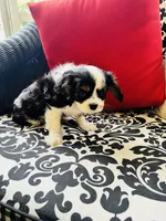 Linda, a female Cavalier King Charles Spaniel for sale in Greenville, SC – 8 of 9